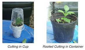 Gardenville are showing you how to take cuttings of hydrangeas. Propagating Hydrangeas Plant Addicts