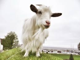 Snowball The Goat On The Roof At Al Johnson S Swedish Restaurant In Sister Bay Door County Wisconsin Sister Bay Door County Beautiful Doors