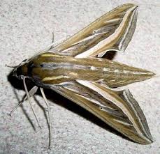 Image result for Hippotion celerio