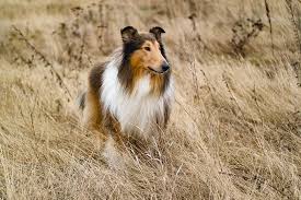 raw and rough wet breeders. Collie Dog Breed Information