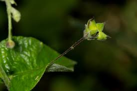 Image result for Wissadula