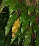 Image result for Microsorum pappei