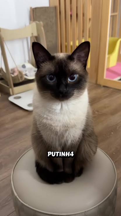 Gato siamês #pet #gatos #curiosidades #siames | TikTok