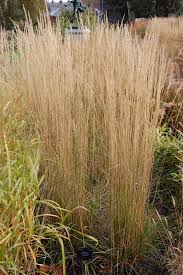 Image result for Agrostis epigejos