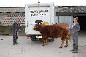Vache, troupeau, peinture à l'huile, impressionnisme, animalis, taureau d'image, animaux, village, bleu, orange, gris, turquoise, collection, veau, lait, pays, ferme. 3eme Etape Elevage Rochard A La Decouverte Du Gene Culard Kbs Genetic