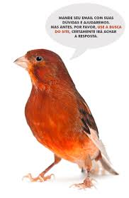 CONTATO - Canários Belga - Criação, Reprodução, Alimentação, Doenças, Dicas