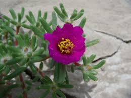 Image result for Portulaca foliosa