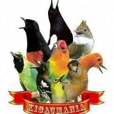 100 nama burung merpati yang bagus pembawa hoki dan artinya selain itu, bukti sayang anda lainnya adalah dengan memberi nama burung kesayangan anda dengan nama yang bagus dan baik, berikut ini kami berikan referensi nama yang lebih modern dan unik, jarang yang memakai tidak pasaran untuk burung merpati anda agar merpati atau dara anda dapat membawa hoki dan bisa juara 1 yaitu sebagai berikut ini: Tips Trick Beri Masteran Burung Kicau Agar Cepat Gacor Tepat Dan Benar Untuk Lomba Liputan Indonesia