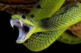 Gift wirkt in 6 sek. Schlangen Todlicher Highspeed Biss Enorme Beschleunigung Beim Zuschlagen Gehort Zu Den Schnellsten Im Tierreich Scinexx De