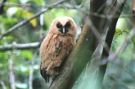 Nunca tinha ouvido falarem de produtos da macrilan, pois ela é famosa por seus. Coruja Do Mato Strix Virgata Wikiaves A Enciclopedia Das Aves Do Brasil