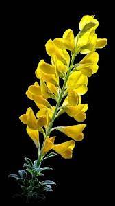 Pin On Wild Flowers And Plants