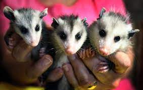 If You Find Live Opossum Babies On Or Near A Dead Mom Put Some Gloves On And Check Mom S Pouch To Make Sure You Ve Got Eve Awesome Possum Cute Animals Opossum