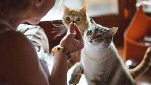 Feed just a tiny amount because you don't want to put too many calories in your cat's diet, purina senior nutritionist. The Human Foods That Are Poisonous For Cats