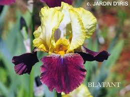 Iris × germanica is the accepted name for a species of flowering plants in the family iridaceae commonly known as the bearded iris or the german bearded iris. Tbblatant Tbathrue Iris Wiki
