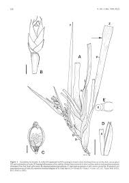 Image result for Costularia natalensis