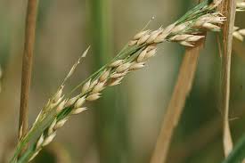 Image result for Panicum infestum