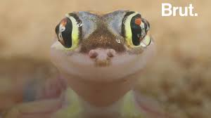 Get it as soon as tue, jul 20. This Gecko With Huge Eyes Lives In The Namib Desert Brut