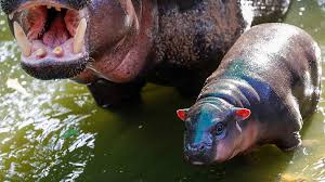 In november 2003, there are 178 pygmy hippopotamuses in 74 collections around the world. Ten Things You Might Not Know About Hippos Cgtn