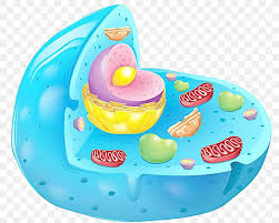 Check spelling or type a new query. Cxe8lxb7lula Animal Cell Membrane Plant Cell Png 1024x821px Animal Anatomy Biological Membrane Biology Cake Download Free