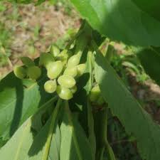 Image result for Cyphostemma crotalarioides