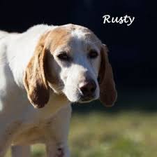 Bringing an animal into your life is a big decision, and when you adopt, you're giving a homeless pet the second chance it. Dogs For Adoption Near Nashua Nh Petfinder