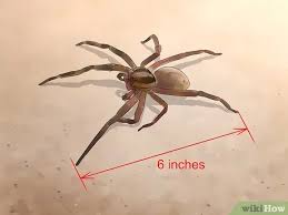 Die brasilianische wanderspinne (phoneutria nigriventer), manchmal auch brasilianische kammspinne oder selten giftige bananenspinne genannt, ist eine spinne aus der familie der kammspinnen (ctenidae). Eine Brasilianische Wanderspinne Erkennen Wikihow