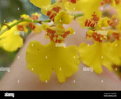 Image result for Ozoroa gomesiana