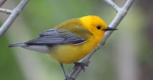 Yellow Birds Native To Ohio Ohio Birds And Biodiversity Ohio Birds Pet Birds Birds