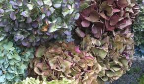 Check spelling or type a new query. Naturally I Dry My Hydrangeas Marjennings Com