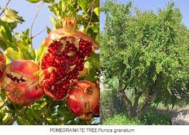 Check spelling or type a new query. Plants Flowers Of Greek Myth 2