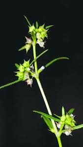 Image result for Oldenlandia capensis