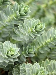 Image result for Euphorbia ugandensis