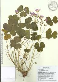 Image result for Oxalis debilis