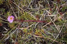 Image result for Montiniaceae