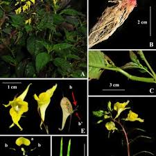 Image result for Hydrostachys insignis