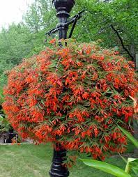 Begonia Bonfire These Were Amazing Last Year And Just Grew So Big Hanging Plants Plants Plants For Hanging Baskets