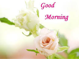 Share these images and make your mornings, as well as those of your friends and loved ones, truly inspired. Best Good Morning Images With Rose Flowers Free Download Hd Good Morning
