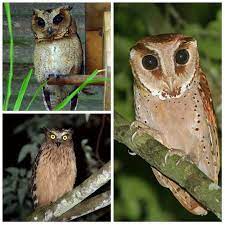Makanan utama celepuk jawa (otus angelinae) adalah serangga. Burung Hantu Ada 56 Jenis 20 Endemis Indonesia Tiga Di Bali Portal Berita Bisnis Wisata