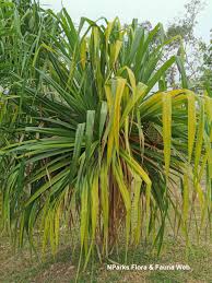 Image result for Pandanus