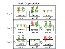 Crop Rotation Systems For Annual Vegetables Deep Green