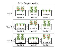 crop rotation systems for annual vegetables deep green