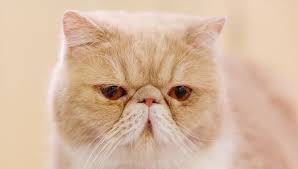 Maybe you would like to learn more about one of these? Are Exotic Shorthair Cats Hypoallergenic My British Shorthair