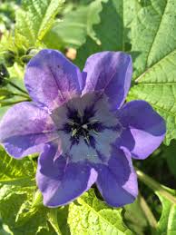 Any sweet, edible part of a plant that resembles fruit, even if it does not develop from a floral ovary ; Nicandra Physalodes Wikipedia
