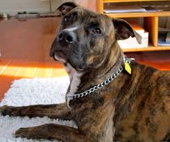 Brown and white pit bull dog standing. What You Should Know About Reverse Brindle Pitbulls Healthy Homemade Dog Treats