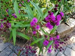 Ironweed is a dreaded pasture weed with ornamental potential | tedmanzer