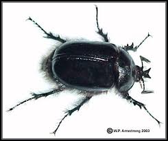 Black Beetle Like Bug In House Black Rain Beetle Creepy Beetle Insect Scarab Beetle Bugs And Insects
