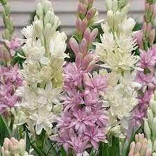 Pin On Plantas Y Jardines