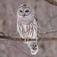 OWBC meeting: Birding Adventures with WSO event image