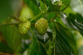 Image result for Morinda lucida