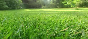 My grass finally turned green and got long enough to mow. When To Start Mowing Lawn And Proper Mowing Techniques Abc Blog